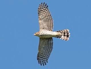 Cooper's Hawk - eBird