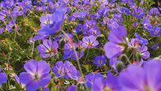 Wild small purple flowers uk. 13 Best Purple Wildflowers Ideas Purple Wildflowers Wild Flowers Purple