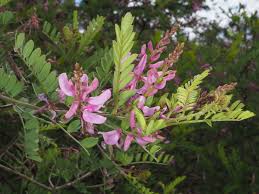 Image result for Indigofera kirkii