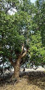 Image result for Sonneratiaceae