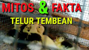 Telur ayam saja terbagi juga atas 2 jenis yang diketahui secara umum oleh masyarakat yaitu telur ayam kampung dan telur ayam bras kandungan gizi yang terdapat dalam telur ayam kampung Mitos Atau Fakta Telur Tembean Youtube