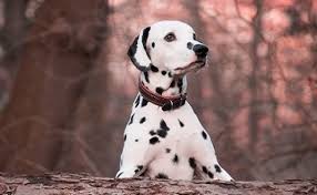 Car l'adoption est un acte responsable, mais aussi, car elle donne une seconde chance à un chien qui mérite le bonheur. Le Dalmatien Un Chien Energique A La Fois Tetu Et Sensible Animalweb