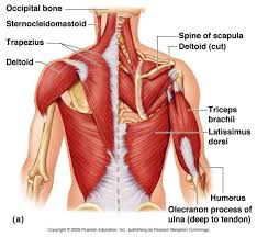If you know where muscles attach and how they contract then you can know how to. Chest Muscle Diagram Artofit