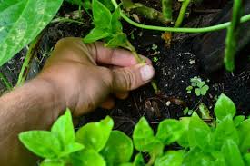 Resepi salad bayam brazil ini simple saja. Elak Diserang Ulat Ini Tips Tanam Bayam Brazil Sihat Merimbun