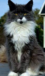 pin van nil temeltasi op cat
