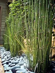 Ah, bamboo—it's one of those plants that you either love or hate. 56 Ideas For Bamboo In The Garden Out Of Sight Or Decoration Interior Design Ideas Ofdesign