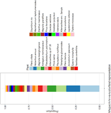 Image result for Lepidotrichilia