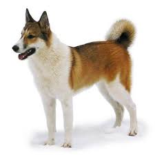 Image result for západosibiřská lajka