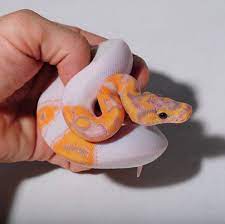 Banana Clown Pied By Fl Reptile Ranch Ballpython Ballpythons Snake Snakes Reptiles Reptile Animal Pets Cute Reptiles Pet Snake Super Cute Animals
