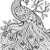 Download and print these peacock coloring pages for free. 1