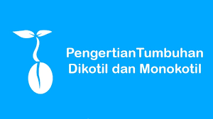 Berdasarkan bijinya, tumbuhan dibagi menjadi 2 jenis, yaitu tumbuhan monokotil (berkeping tunggal atau berkeping satu) dan tumbuhan dikotil (berbiji belah atau berkeping dua). Pengertian Tumbuhan Dikotil Dan Monokotil Dilengkapi Dengan Contoh Dan Perbedaannya Pijaria Com