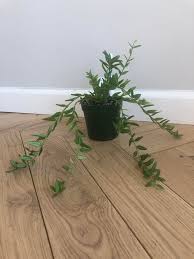 Image result for Justicia engleriana