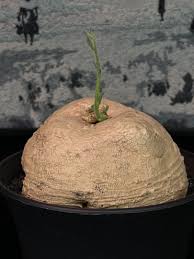 Image result for Trochomeria polymorpha