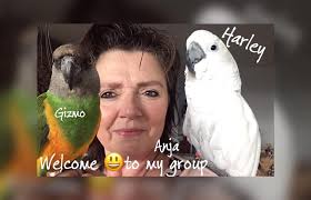 Harleythecockatoo