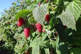 Fruit rot is a fungus that sets. New Raspberry Boasts Disease Resistance And Harvest Ease Growing Produce