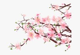 Japanese Flowering Cherry Png Clipart Cherry Blossoms No Background Transparent Png Kindpng Cherry blossoms are pink/white and appear on cherry trees in the spring. japanese flowering cherry png clipart