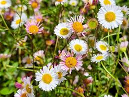 Image result for Erigeron karvinskianus
