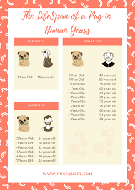 How Long Do Pugs Live Tips To Prolong Their Life Span