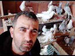 200 tane toplu guvercin satilik kanat postalar malatya guvercini cift tepe limon vs youtube