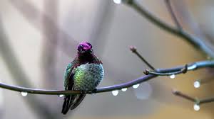 Ave Maria By Leo Rojas Soul Bird Leo Relaxing Music Hummingbird