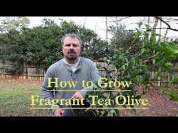We did not find results for: How To Grow Fragrant Tea Olive Osmanthus Fragrans Guihua Youtube