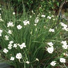 Histrioides, and the information here pertains only to this cultivar unless otherwise stated. Wild Iris Sydney Weeds Committees