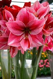 Pin On Jardin