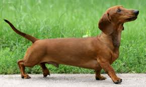 The more barbs in the hair shaft, the more likely to mat. Breeding Long Hair And Short Hair Dachshund Off 61