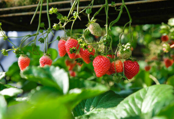 Strawberry Cameron