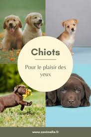 Chiots Chiot Chien Chien Chat