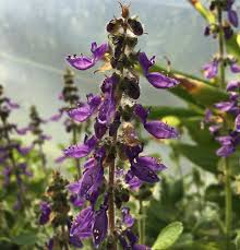 Image result for Coleus barbatus