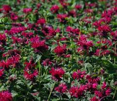 Image result for Monarda didyma
