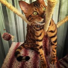 Welcome to animal dna diagnostics ltd. Meet Thor The Bengal Cat With Purrfectly Beautiful Fur Bored Panda