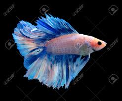 Fish guide for siamese fighting fish, betta splendens, betta profile with fish pictures, description and information, betta fish care, diet, habitat and arowana fish and lionfish for sale i breed all species of arowana species for sale worldwide. Betta Fish White Best Event In The World