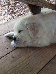 They offer top of the line british hunting labs & puppies for sale. British Lab Puppies For Sale Mn The Y Guide