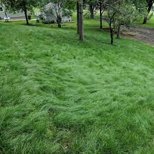 Florida's climate is filled with rain, humidity, heat and even hurricanes. Legacy Fine Fescue Grass Seed Grass Seed For Shade