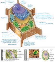Maybe you would like to learn more about one of these? Plant Cell Diagram Quizlet