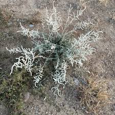 Image result for Aerva javanica
