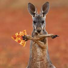 The diet of terrestrial kangaroos primarily comprises green vegetation. We All Eat Pizza Australia Animals Animals Red Kangaroo