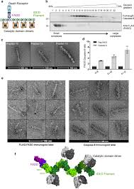 Custom mask ids part 2 | obito mask подробнее. Cryo Em Structural Analysis Of Fadd Caspase 8 Complexes Defines The Catalytic Dimer Architecture For Co Ordinated Control Of Cell Fate Nature Communications