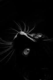 Epingle Par Lilian Batista Sur Cat Pictures Photographie De Chat Chat Russe Bleu Photographie Drole