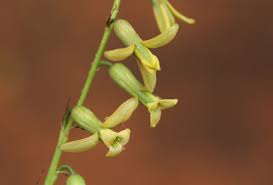 Image result for Dipcadi marlothii