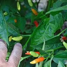 Image result for Capsicum frutescens