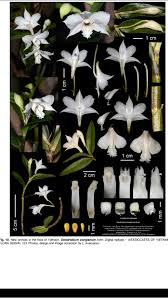 Image result for Psychotria sublyrata