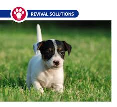Some dewormers paralyse and kill the worms, which may be visible in your dog's faeces after the treatment has started to work. Kitten Puppy Deworming Schedule Revival Animal Health