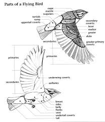 Bird With White Stripes On Wings And Tail Learn Bird Anatomy Character Design References Bird Drawings Animal Drawings Wing Anatomy