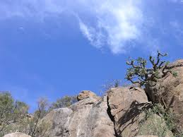 Image result for Cussonia corbisieri