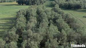 1990 i̇ran depremi sonrasında, kuzey i̇ran'da geçer. Through The Olive Trees Zeytin Agaclari Altinda Altyazili 1080p Full Hd Izle