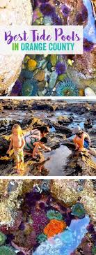 7 Family Friendly Orange County Tide Pools California Travel Road Trips California Vacation Tide Pools