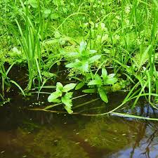 Image result for Glyceria fluitans